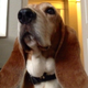 Illustration for article titled My Dogs Review of iDark Souls II/i